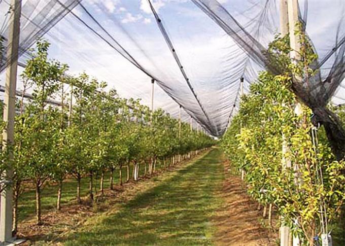Сеть окликом Моно нити ХДПЭ анти- для защищая фруктовых деревьев/кустов ягоды