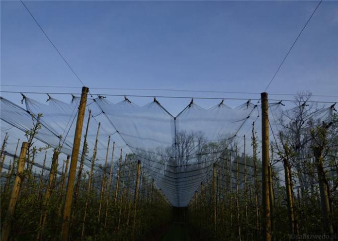 Виноградник используя структуры плетения окликом, анти- сетка окликом для предохранения от виноградины