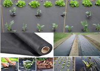 PP / PE Black Weed Control Membrane Keep The Water / Prevent Use Farm Chemical Available